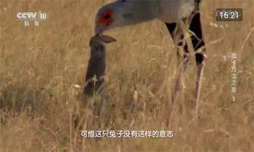 布蕾4K官网最新版  免费安卓版 1